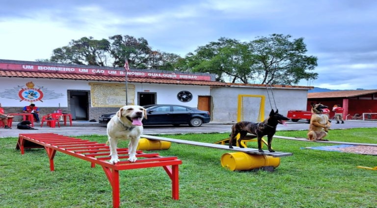 Cães com mais de 20 certificações reforçam atuação do Corpo de Bombeiros em Mato Grosso do Sul