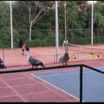 1º Campeonato de Tênis segue até o dia 30 de abril em Amambai