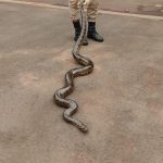 Bombeiros de Amambai devolvem duas sucuris para a natureza