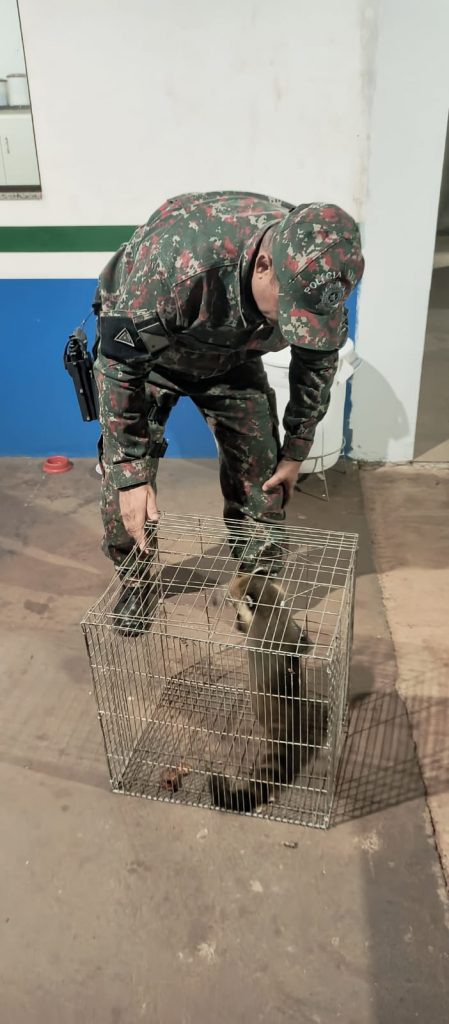 Polícia Militar Ambiental de Amambai captura quati que entrou em residência no centro da cidade Polícia Militar Ambiental de Amambai captura quati que entrou em residência no centro da cidade