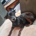 Procura-se cachorrinha desaparecida em Amambai
