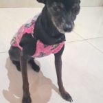 Procura-se cachorrinha desaparecida em Amambai