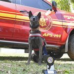 Com certificação nacional, cadela Laika do Corpo de Bombeiros de MS está apta para busca e resgate