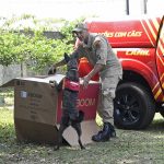 Com certificação nacional, cadela Laika do Corpo de Bombeiros de MS está apta para busca e resgate