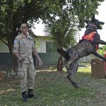 Com certificação nacional, cadela Laika do Corpo de Bombeiros de MS está apta para busca e resgate