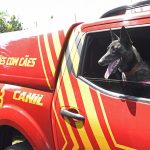 Com certificação nacional, cadela Laika do Corpo de Bombeiros de MS está apta para busca e resgate