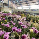 Confira como foi a 12ª edição da Feira das Flores em Amambai