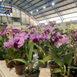 Confira como foi a 12ª edição da Feira das Flores em Amambai