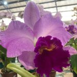 Confira como foi a 12ª edição da Feira das Flores em Amambai