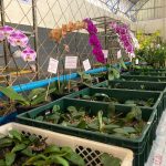 Confira como foi a 12ª edição da Feira das Flores em Amambai