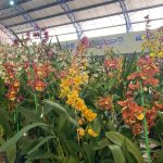 Confira como foi a 12ª edição da Feira das Flores em Amambai
