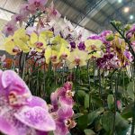 Confira como foi a 12ª edição da Feira das Flores em Amambai