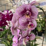 Confira como foi a 12ª edição da Feira das Flores em Amambai