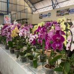 Confira como foi a 12ª edição da Feira das Flores em Amambai