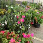 Confira como foi a 12ª edição da Feira das Flores em Amambai