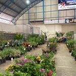 Confira como foi a 12ª edição da Feira das Flores em Amambai