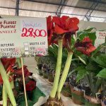 Confira como foi a 12ª edição da Feira das Flores em Amambai