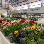 Confira como foi a 12ª edição da Feira das Flores em Amambai