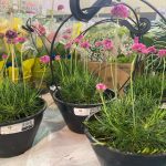 Confira como foi a 12ª edição da Feira das Flores em Amambai