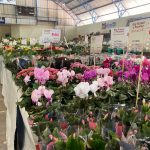 Confira como foi a 12ª edição da Feira das Flores em Amambai