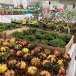Confira como foi a 12ª edição da Feira das Flores em Amambai