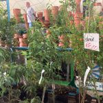 Confira como foi a 12ª edição da Feira das Flores em Amambai