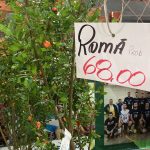 Confira como foi a 12ª edição da Feira das Flores em Amambai