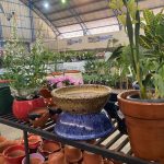 Confira como foi a 12ª edição da Feira das Flores em Amambai