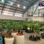 Confira como foi a 12ª edição da Feira das Flores em Amambai
