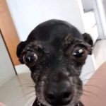 Procura-se cachorrinha desaparecida em Amambai