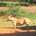 Ajude a encontrar a cachorrinha Lolita