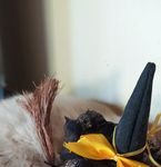 Conheça os ganhadores do 1º sorteio de Halloween do Amambai Notícias