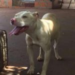 Ajude a encontrar a cachorrinha Lolita