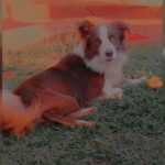 Procura-se cachorrinho Dunga em Amambai