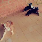Procura-se cachorrinho Dunga em Amambai