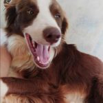 Procura-se cachorrinho Dunga em Amambai