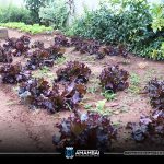 Semana do Meio Ambiente em Amambai tem início com tema “Nossa Terra, Nosso Futuro”