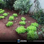Semana do Meio Ambiente em Amambai tem início com tema “Nossa Terra, Nosso Futuro”