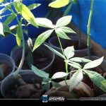 Plantio e distribuição de mudas marcam mais um dia da programação especial de Meio Ambiente em Amambai