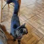 Procura-se gatinho desaparecido Procura-se gatinho desaparecido