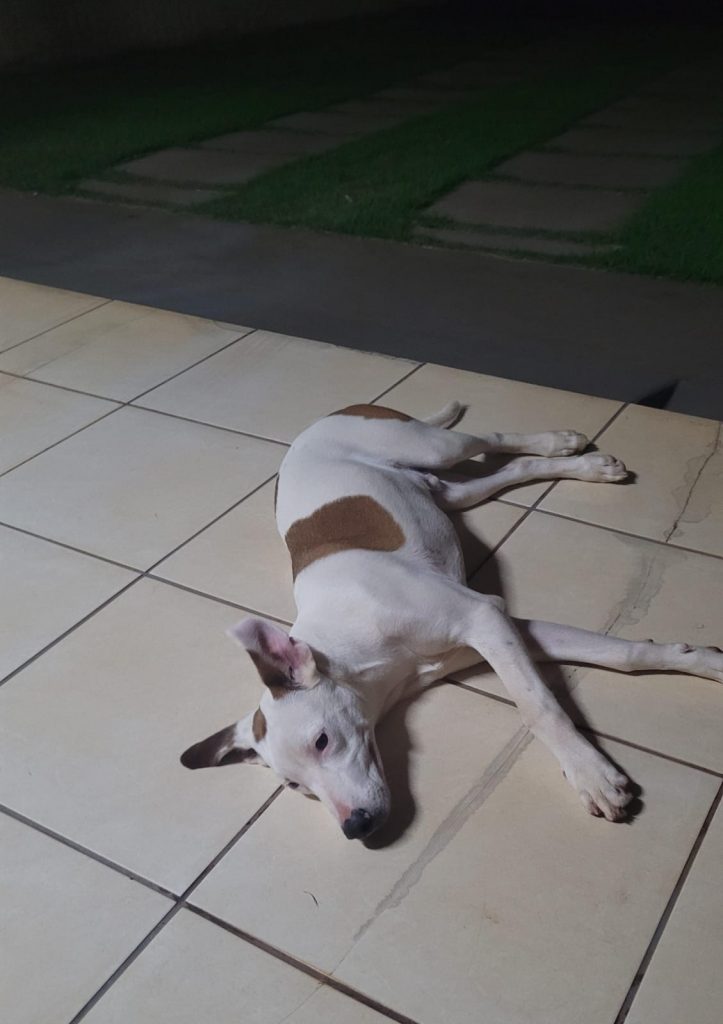 ENCONTRADO! Ajude o cachorro Duke a voltar para casa ENCONTRADO! Ajude o cachorro Duke a voltar para casa