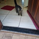 Procura-se gatinho desaparecido Procura-se gatinho desaparecido