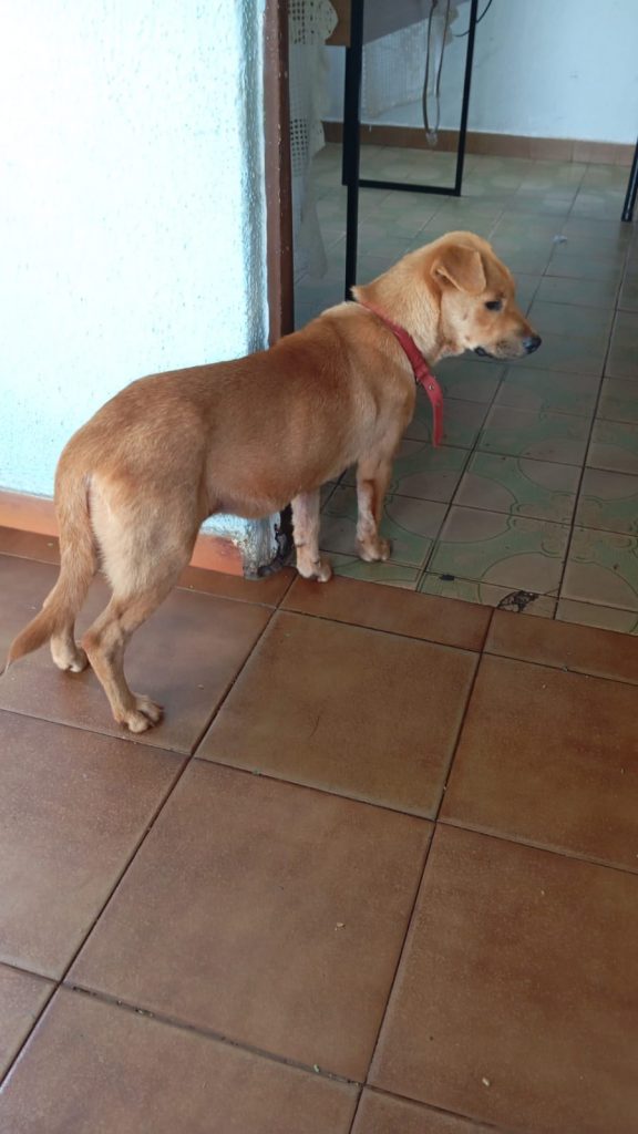 ONG procura dono de cachorrinha encontrada em Amambai ONG procura dono de cachorrinha encontrada em Amambai