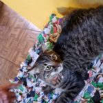 Procura-se gatinho desaparecido Procura-se gatinho desaparecido
