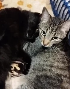 Procura-se gato desaparecido em Amambai
