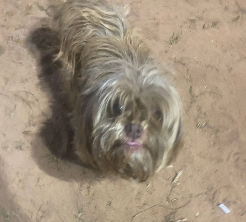 Ajude a cachorrinha Luna a voltar para casa Ajude a cachorrinha Luna a voltar para casa