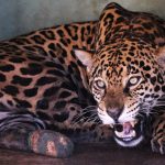 Com tratamento específico, onças-pintadas se recuperam e Miranda pode voltar à natureza em 30 dias