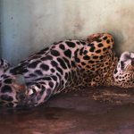 Com tratamento específico, onças-pintadas se recuperam e Miranda pode voltar à natureza em 30 dias