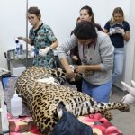 Onças-pintadas: Miranda se restabelece com cura das patas, enquanto Antã segue em cuidados especiais