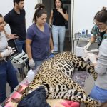 Onças-pintadas: Miranda se restabelece com cura das patas, enquanto Antã segue em cuidados especiais